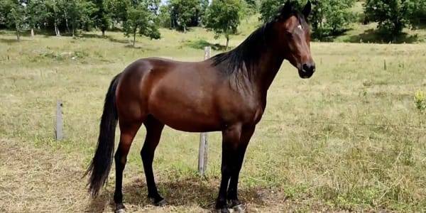Cavalla Altre Razze di Pony In vendita 2020 Baio scuro