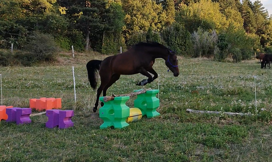 Cavalla Altre Razze di Pony In vendita 2020 Baio scuro