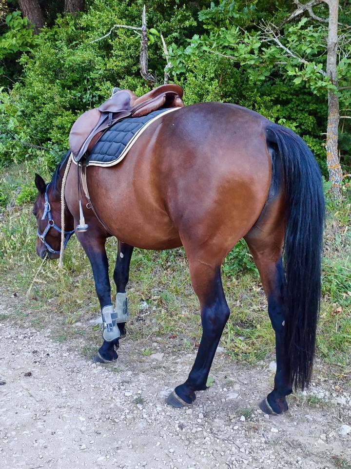 Cavalla Altre Razze di Pony In vendita 2020 Baio scuro