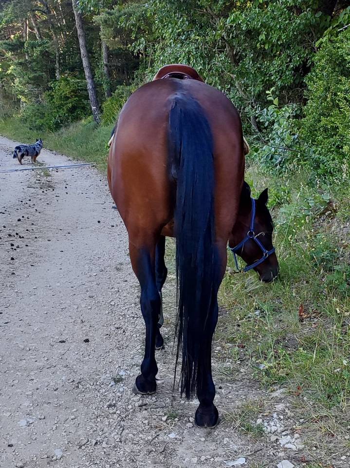 Cavalla Altre Razze di Pony In vendita 2020 Baio scuro