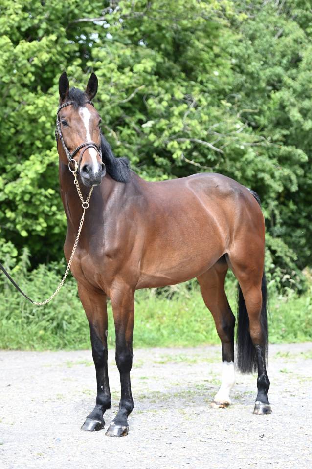 Cavalla Zangersheide In vendita 2020 Baio ,  Excalibur de la tour vidal