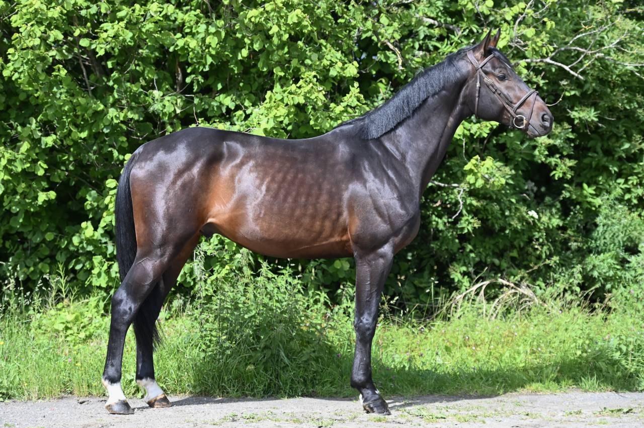 Castrone Holsteiner In vendita 2020 Baio ,  Q-OXFORED QUALITY