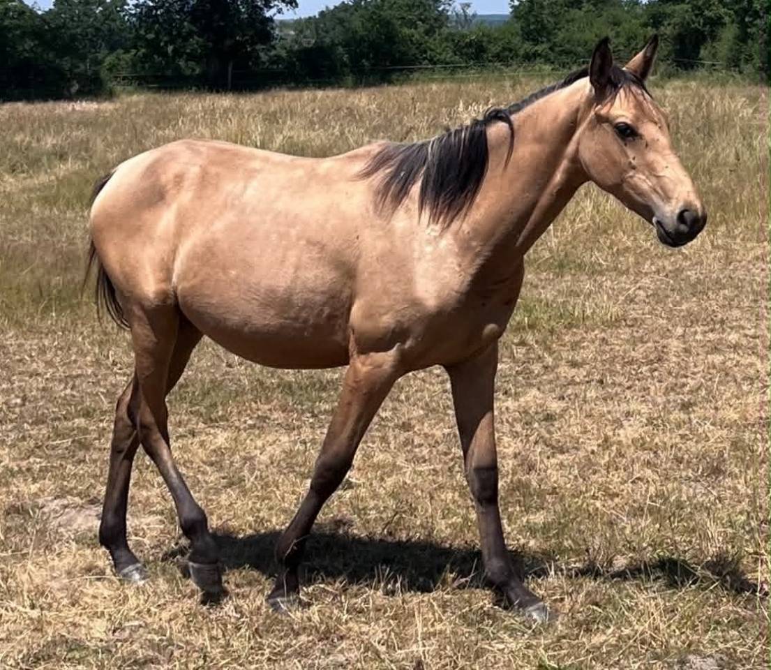 Puledra Sella Francese In vendita 2025 Isabella