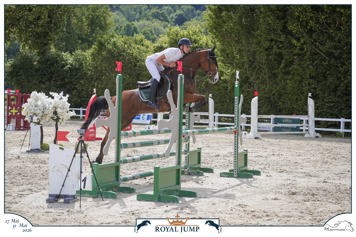 Cavalla Sella Francese In vendita 2015 Baio ,  Mighty Magic
