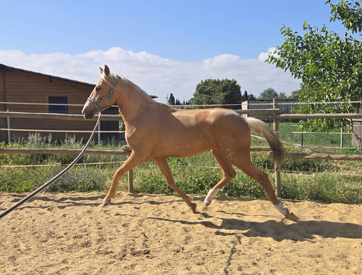 Stallone CDE Caballo Deporte Espanol In vendita 2024 Palomino