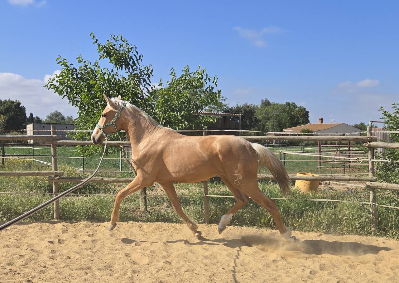 Stallone CDE Caballo Deporte Espanol In vendita 2024 Palomino