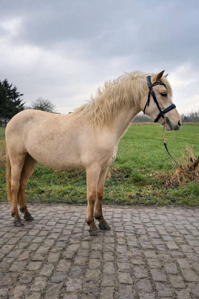Puledra Connemara In vendita 2024 Palomino ,  LUMOS ENDHIL D&rsquo;ALAM (CO)