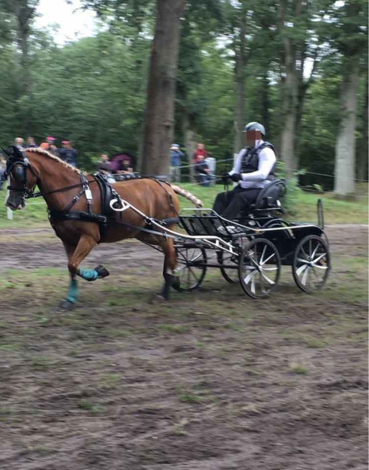 Cavalla Welsh Poney (Sezione D), Welsh Cob  In vendita 2011 Crine lavato ,  COSTA DETORRI