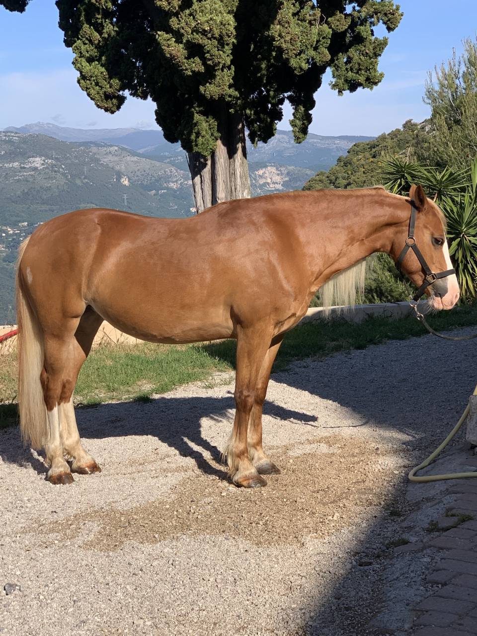 Cavalla Welsh Poney (Sezione D), Welsh Cob  In vendita 2011 Crine lavato ,  COSTA DETORRI