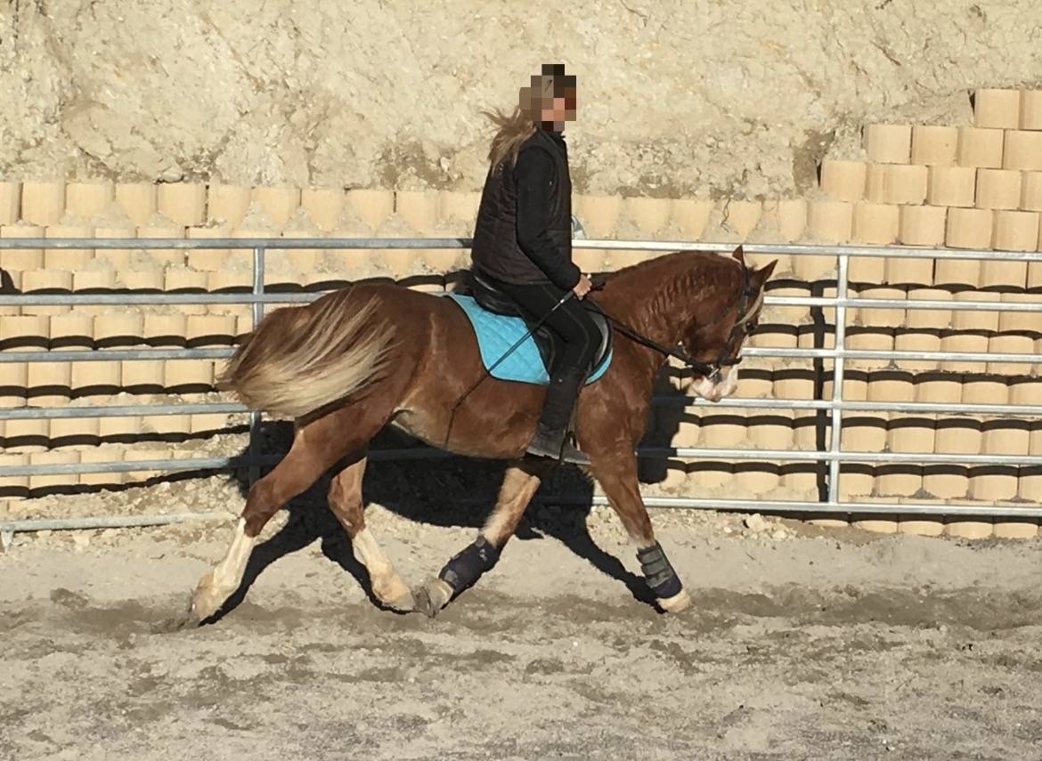 Cavalla Welsh Poney (Sezione D), Welsh Cob  In vendita 2011 Crine lavato ,  COSTA DETORRI