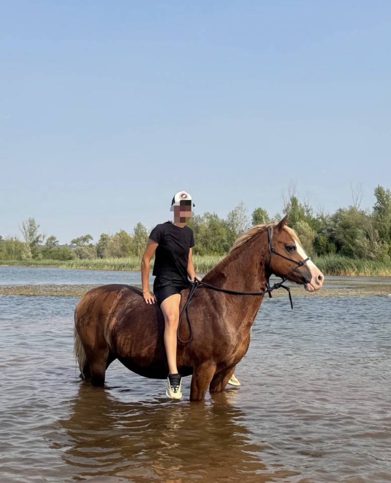 Cavalla Welsh Poney (Sezione D), Welsh Cob  In vendita 2011 Crine lavato ,  COSTA DETORRI