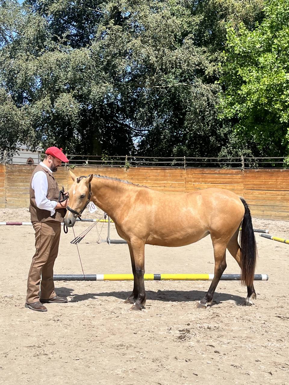Puledra Welsh Part Bred In vendita 2024 Isabella ,  Gwrthafan Black Admiral