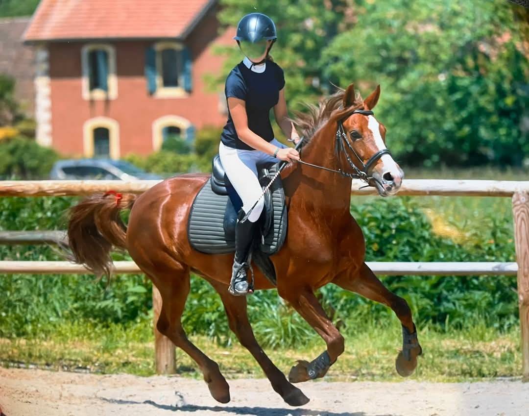 Cavalla PFS Pony Francese da Sella In vendita 2018 Sauro ,  Tijuana Kersidal