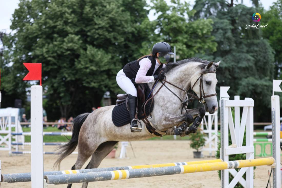 Cavalla Origine non conosciuta  In vendita 2019 Grigio ,  Fo'Reveur Du Jump