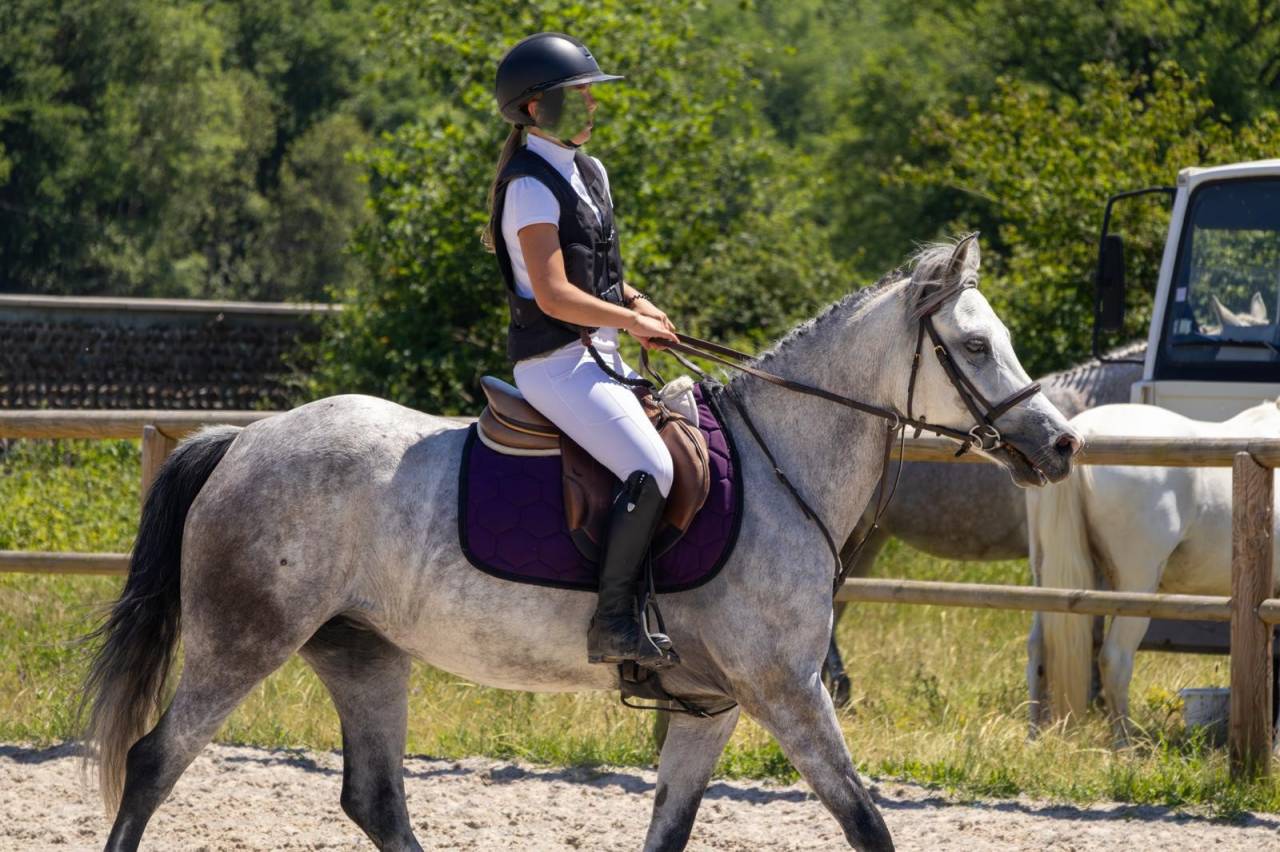 Cavalla Origine non conosciuta  In vendita 2019 Grigio ,  Fo'Reveur Du Jump