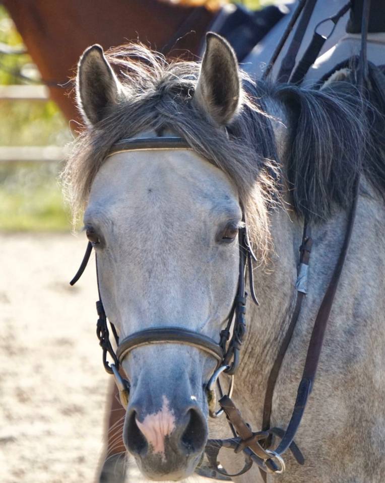 Cavalla Origine non conosciuta  In vendita 2019 Grigio ,  Fo'Reveur Du Jump