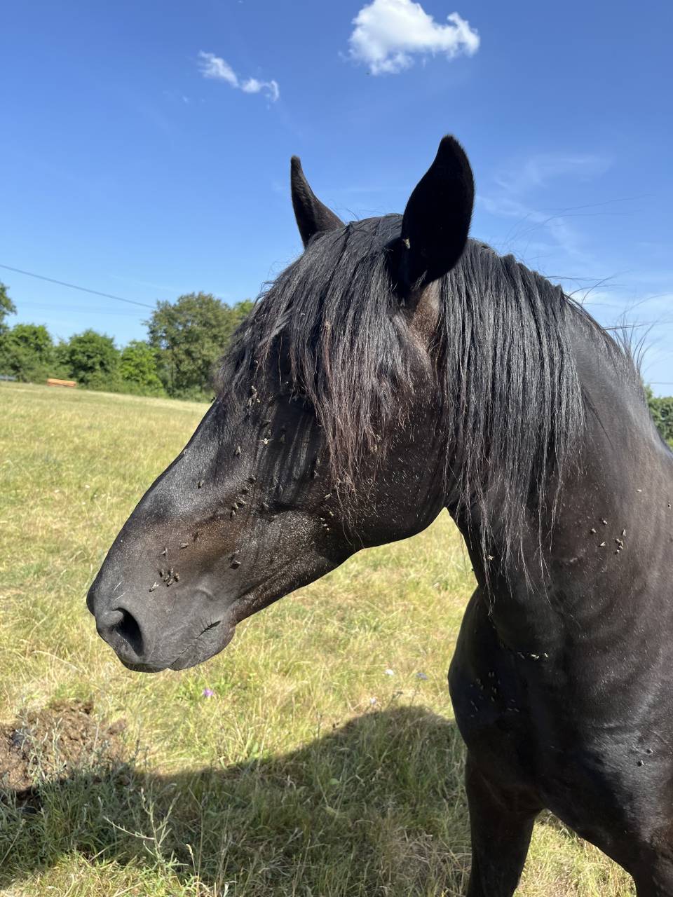 Intero Lusitano In vendita 2023 Nero ,  PRINCIPE