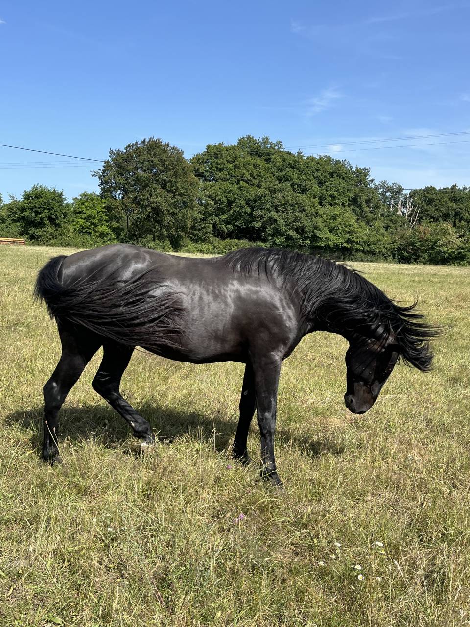 Intero Lusitano In vendita 2023 Nero ,  PRINCIPE