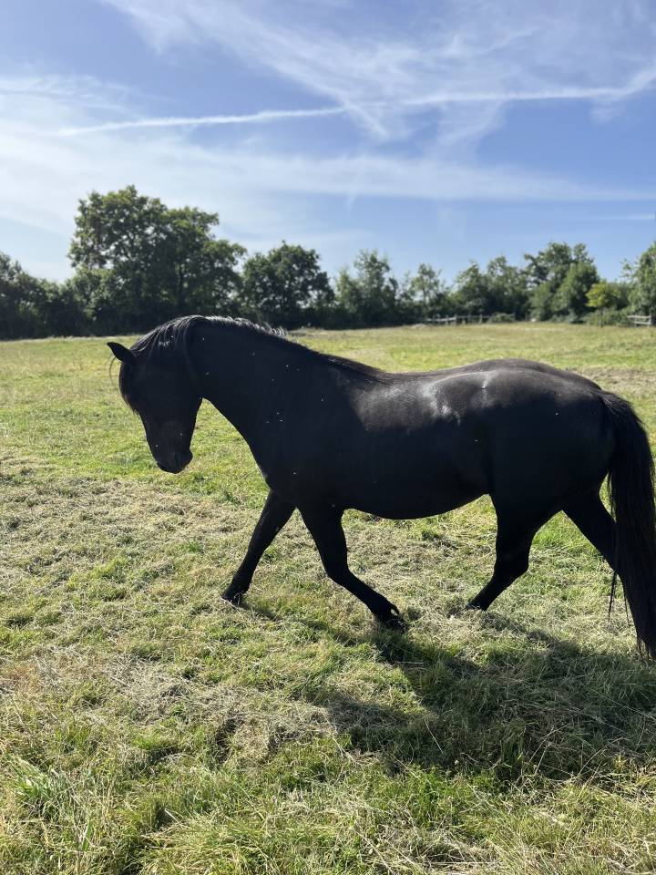 Intero Lusitano In vendita 2023 Nero ,  PRINCIPE