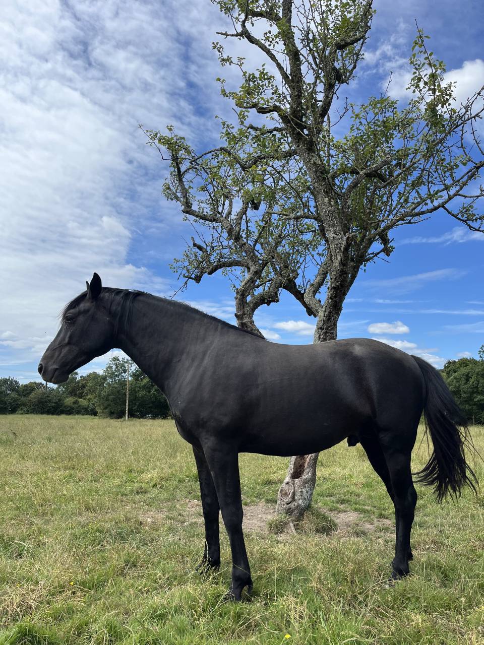 Intero Lusitano In vendita 2023 Nero ,  PRINCIPE