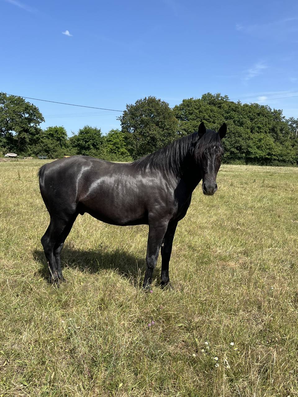 Intero Lusitano In vendita 2023 Nero ,  PRINCIPE