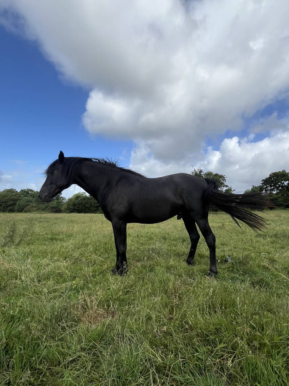 Intero Lusitano In vendita 2023 Nero ,  PRINCIPE