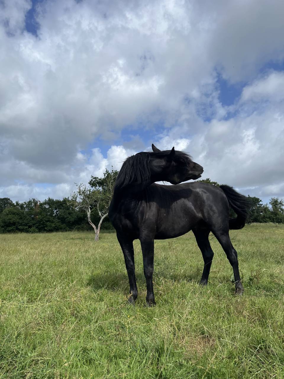 Intero Lusitano In vendita 2023 Nero ,  PRINCIPE