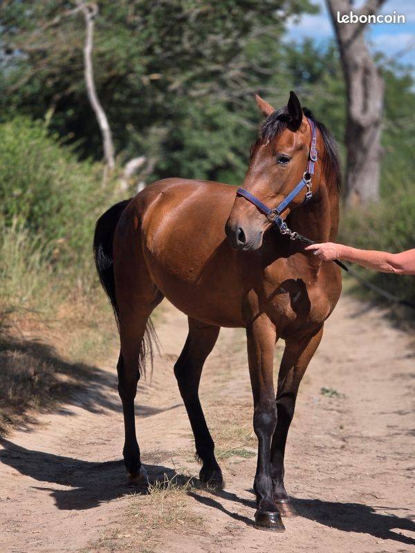 Cavalla Trottatore Francese In vendita 2023 Baio