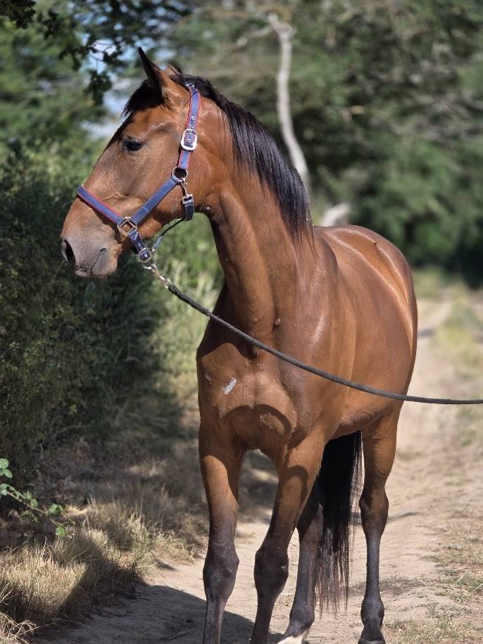 Cavalla Trottatore Francese In vendita 2023 Baio