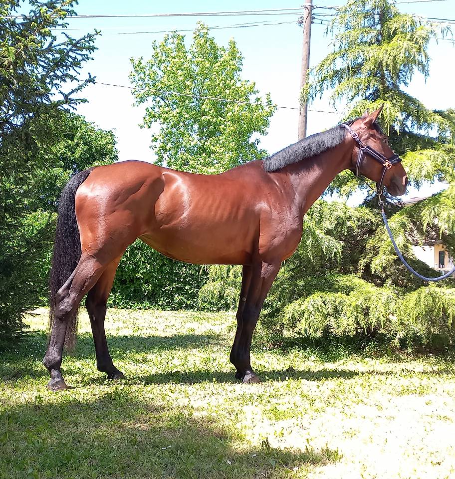 CAVALLA SPORTIVA BELGA DI 6 ANNI