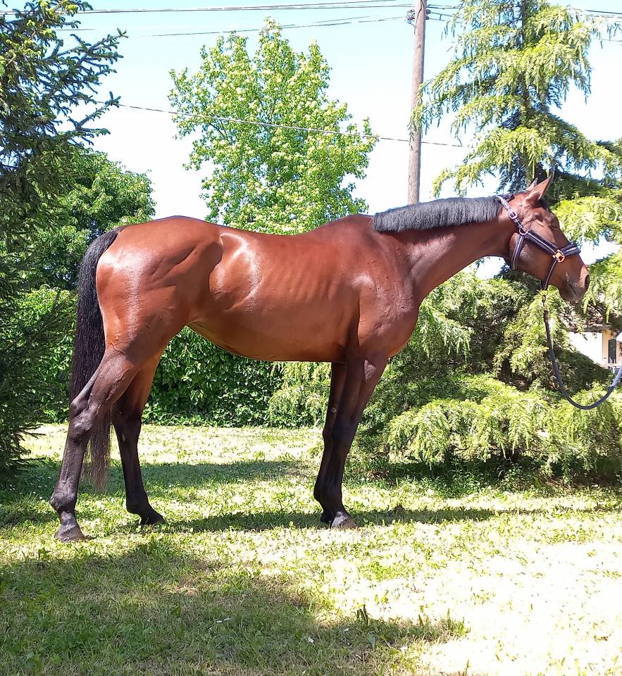 CAVALLA SPORTIVA BELGA DI 6 ANNI