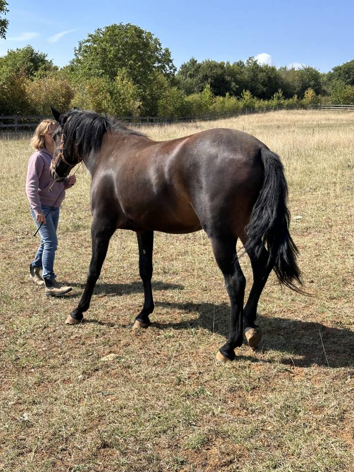 Fattrice Lusitano In vendita 2021 Isabella ,  IMPERADOR PRT