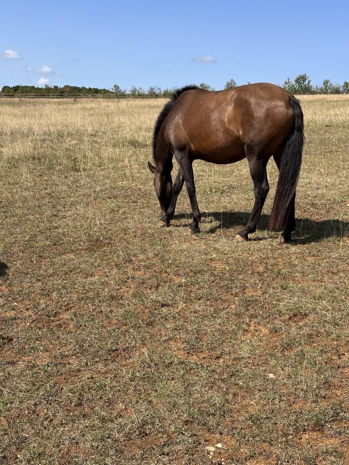 Fattrice Lusitano In vendita 2021 Isabella ,  IMPERADOR PRT