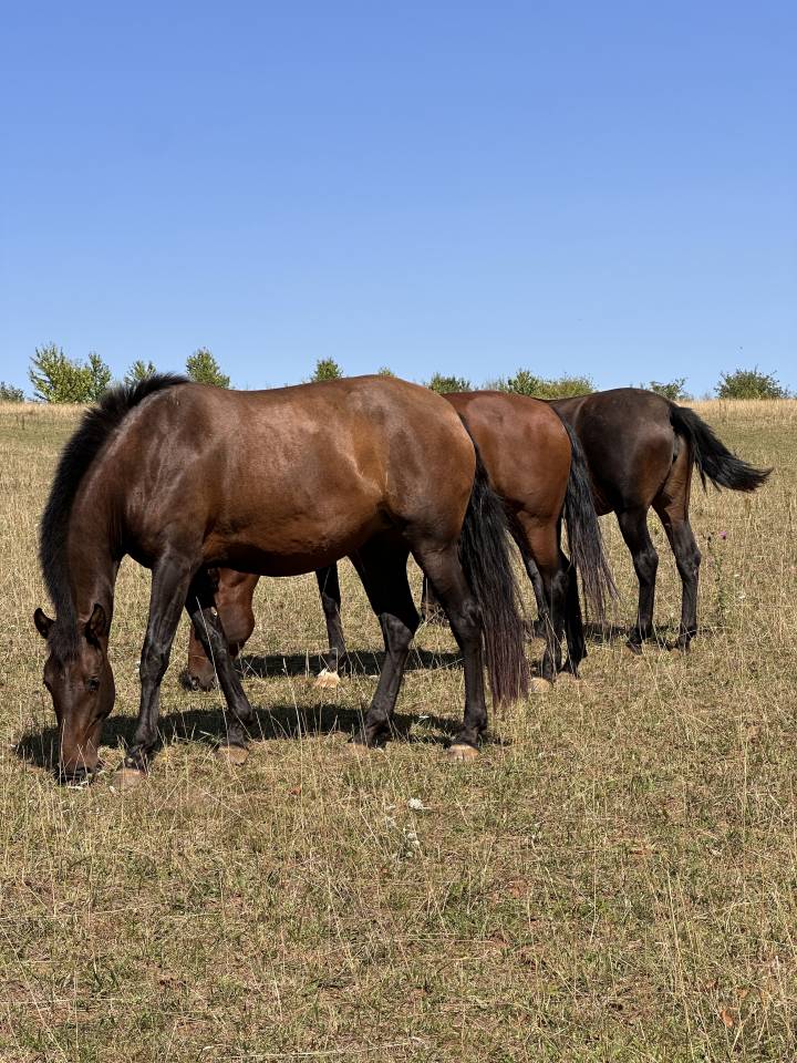 Fattrice Lusitano In vendita 2021 Isabella ,  IMPERADOR PRT