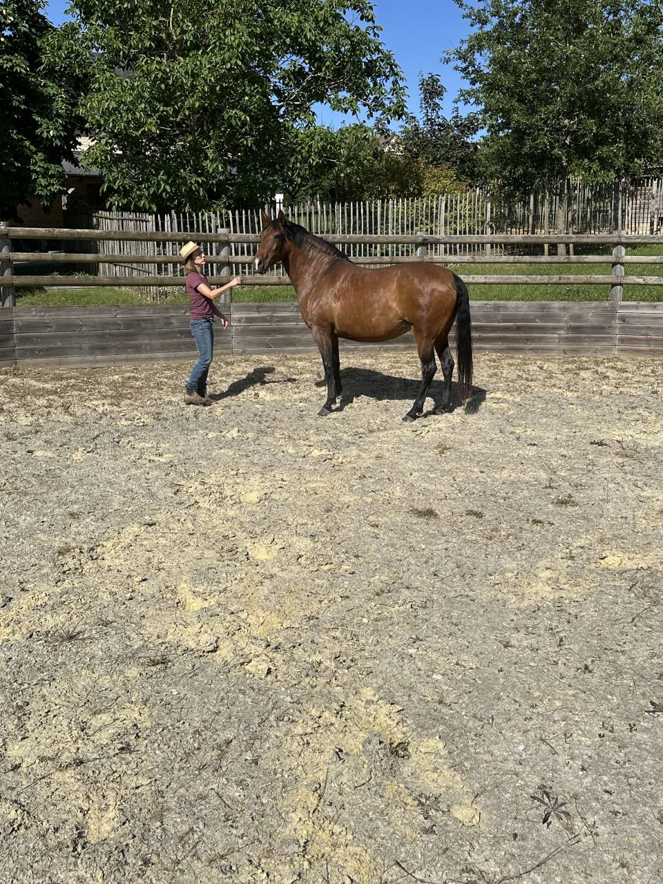 Fattrice Lusitano In vendita 2021 Isabella ,  IMPERADOR PRT