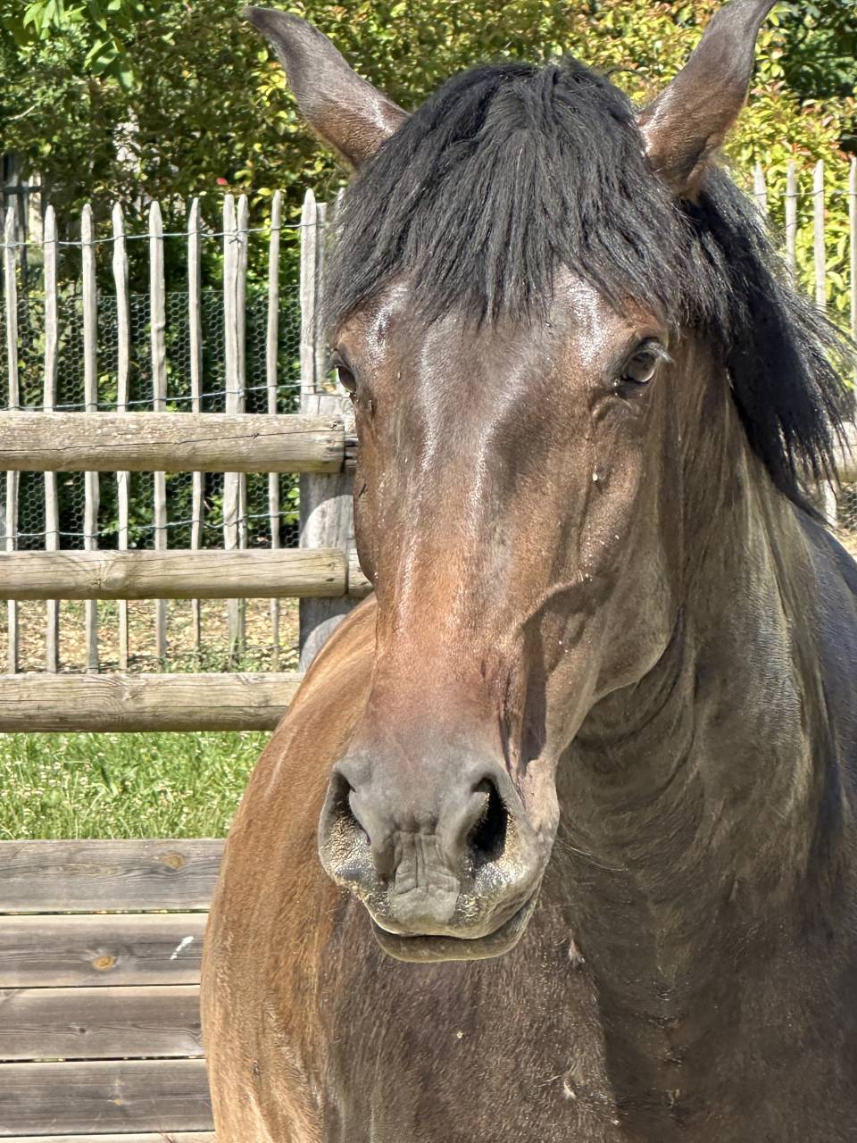 Fattrice Lusitano In vendita 2021 Isabella ,  IMPERADOR PRT