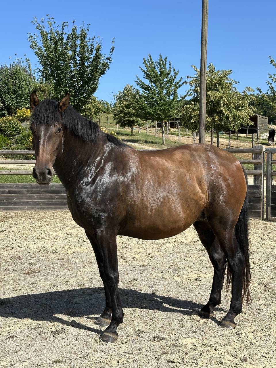 Fattrice Lusitano In vendita 2021 Isabella ,  IMPERADOR PRT