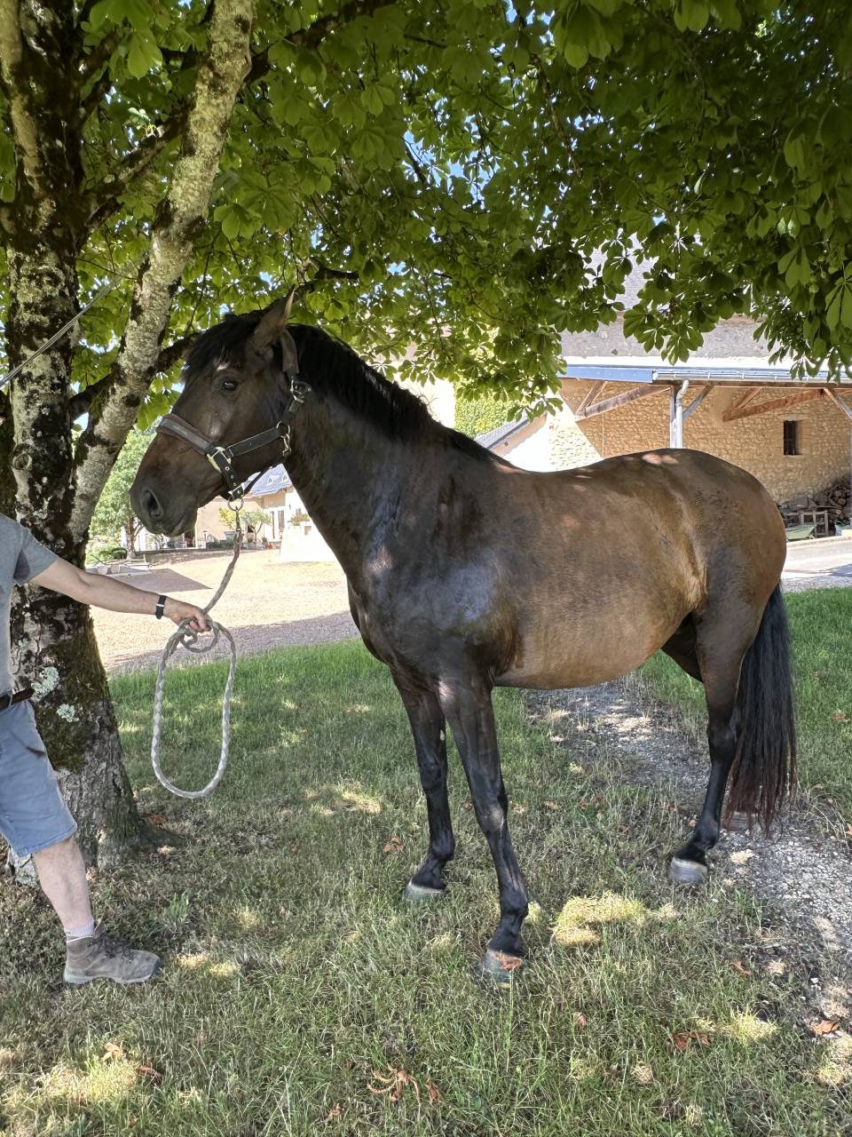 Fattrice Lusitano In vendita 2021 Isabella ,  IMPERADOR PRT
