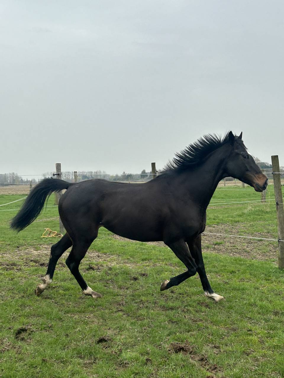 Cavalla Purosangue In vendita 2018 Nero