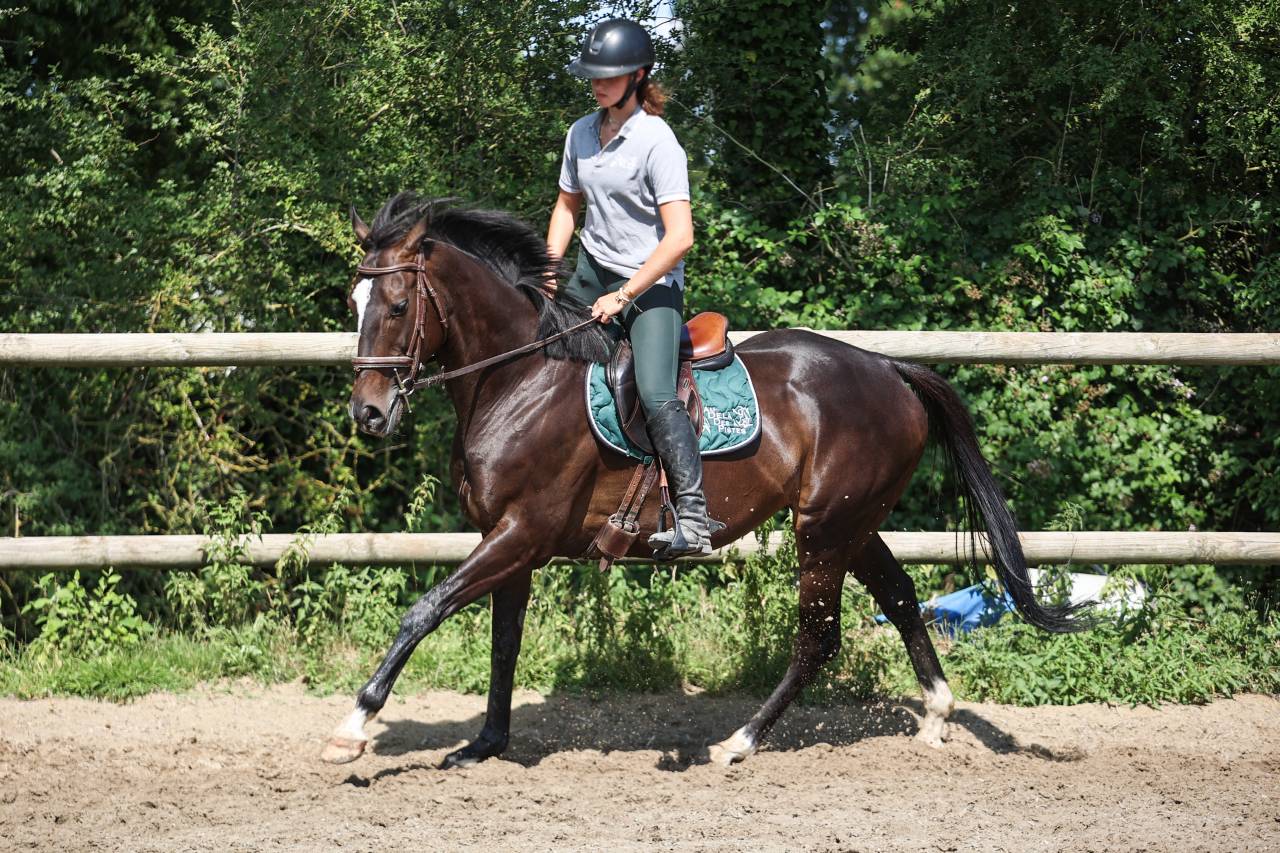 Cavalla Purosangue In vendita 2018 Nero