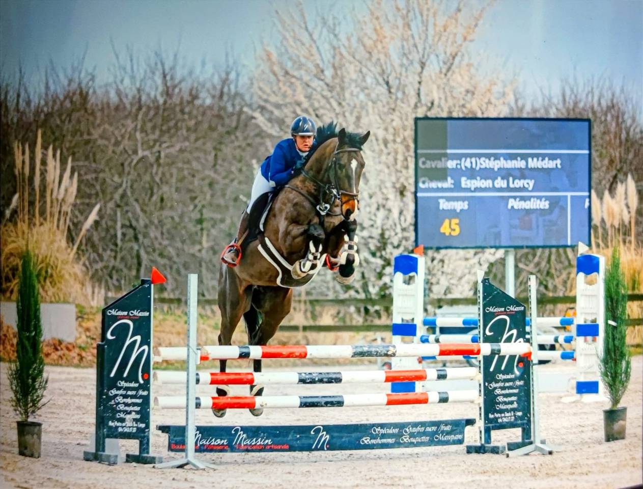Castrone KWPN Cavallo da Sport Neerlandese In vendita 2015 Baio ,  Caretino Gold