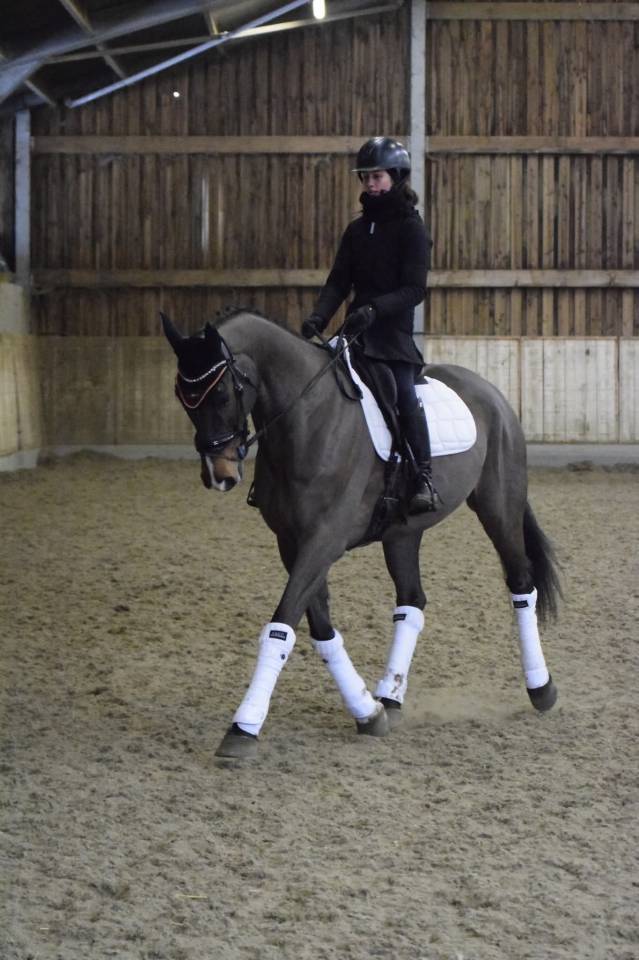 Castrone KWPN Cavallo da Sport Neerlandese In vendita 2015 Baio ,  Caretino Gold