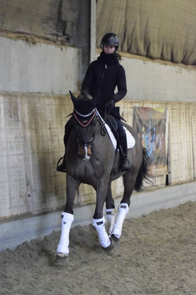 Castrone KWPN Cavallo da Sport Neerlandese In vendita 2015 Baio ,  Caretino Gold