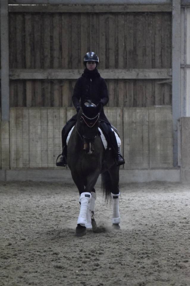 Castrone KWPN Cavallo da Sport Neerlandese In vendita 2015 Baio ,  Caretino Gold