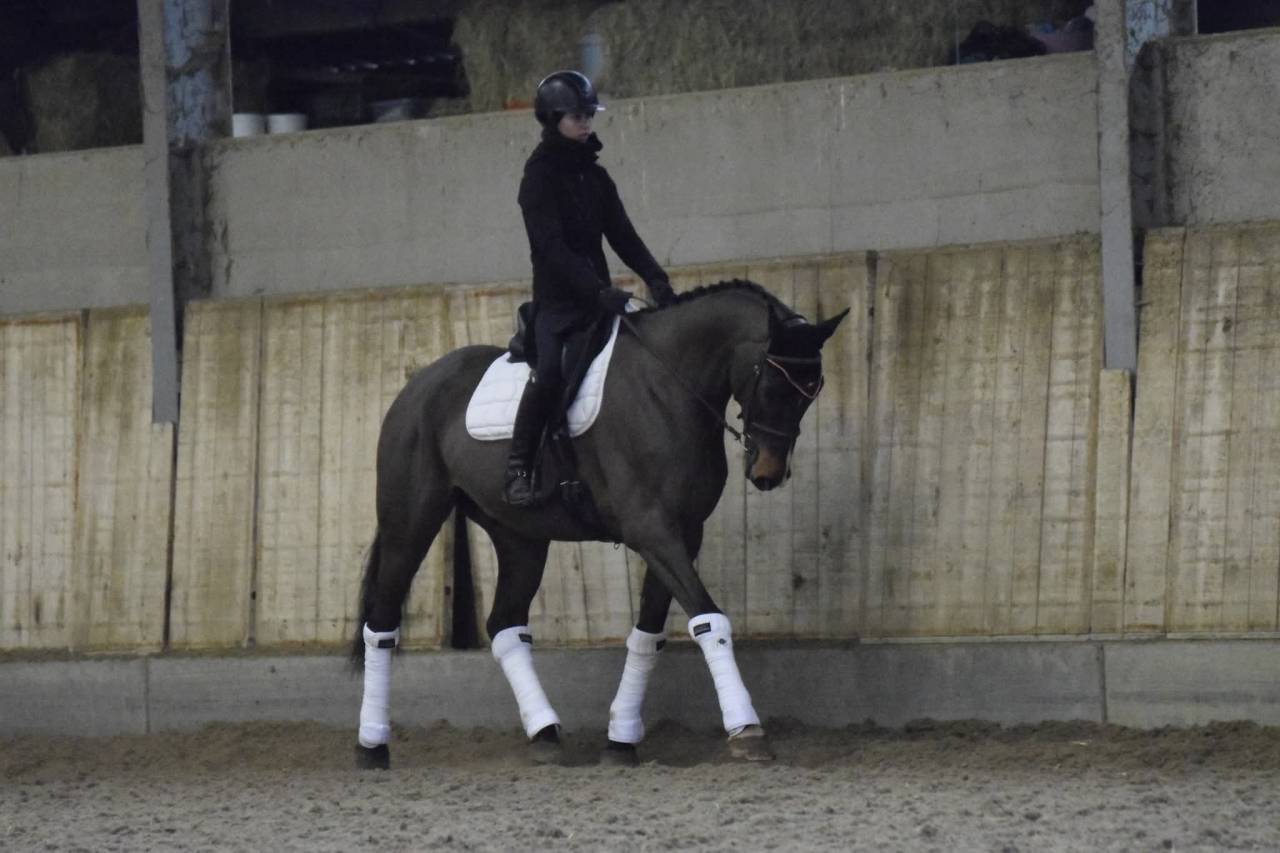 Castrone KWPN Cavallo da Sport Neerlandese In vendita 2015 Baio ,  Caretino Gold