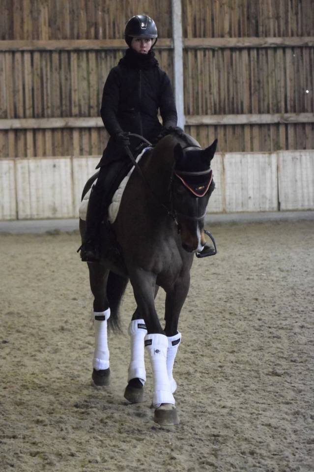 Castrone KWPN Cavallo da Sport Neerlandese In vendita 2015 Baio ,  Caretino Gold