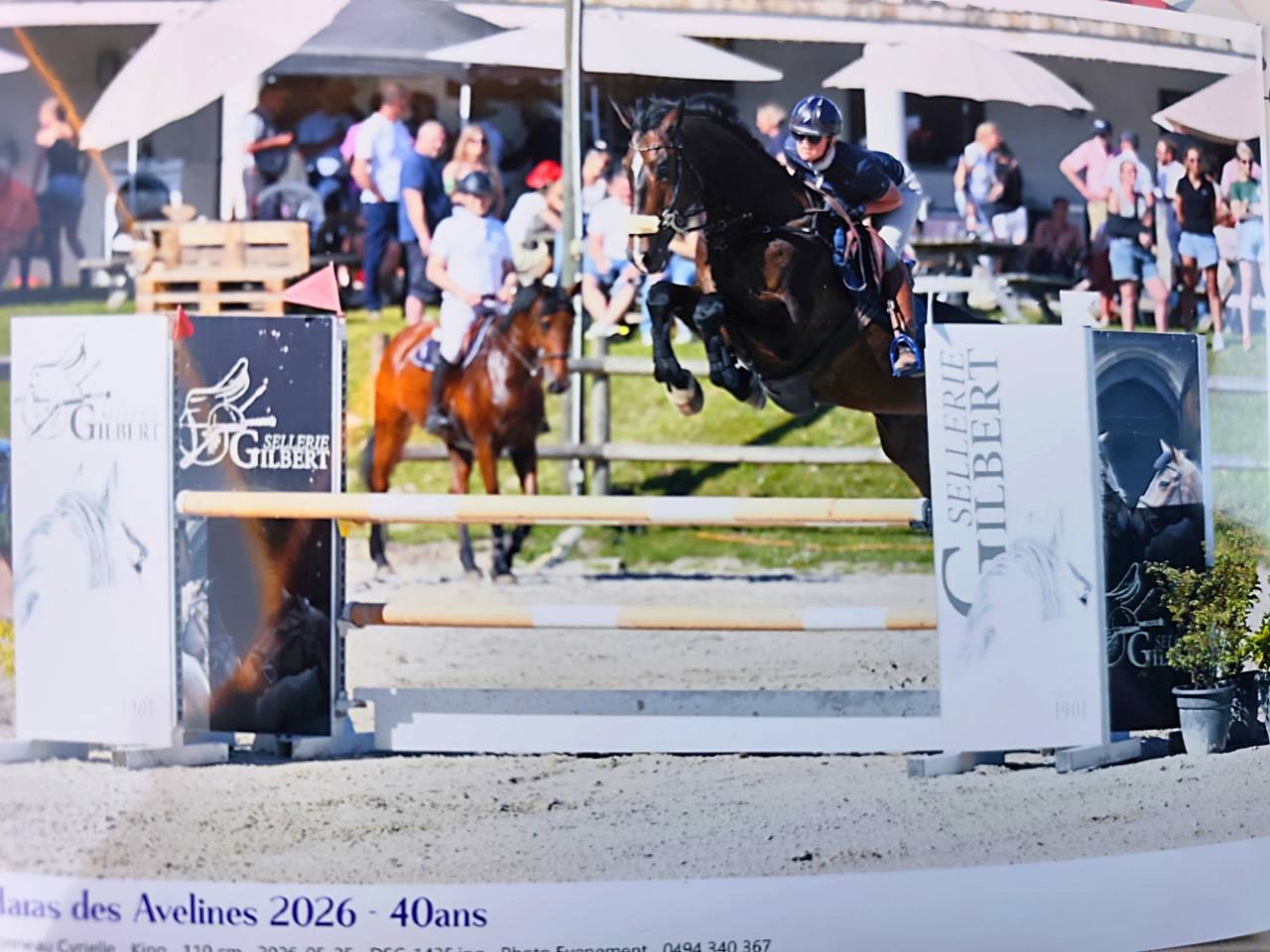 Castrone KWPN Cavallo da Sport Neerlandese In vendita 2015 Baio ,  Caretino Gold