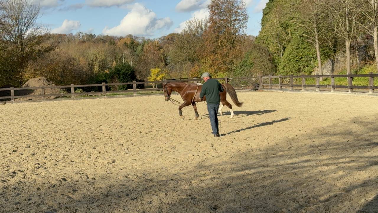 Groom, Centro di stagione cavallo - CDD Tempo pieno - Li&egrave;ge Belgio