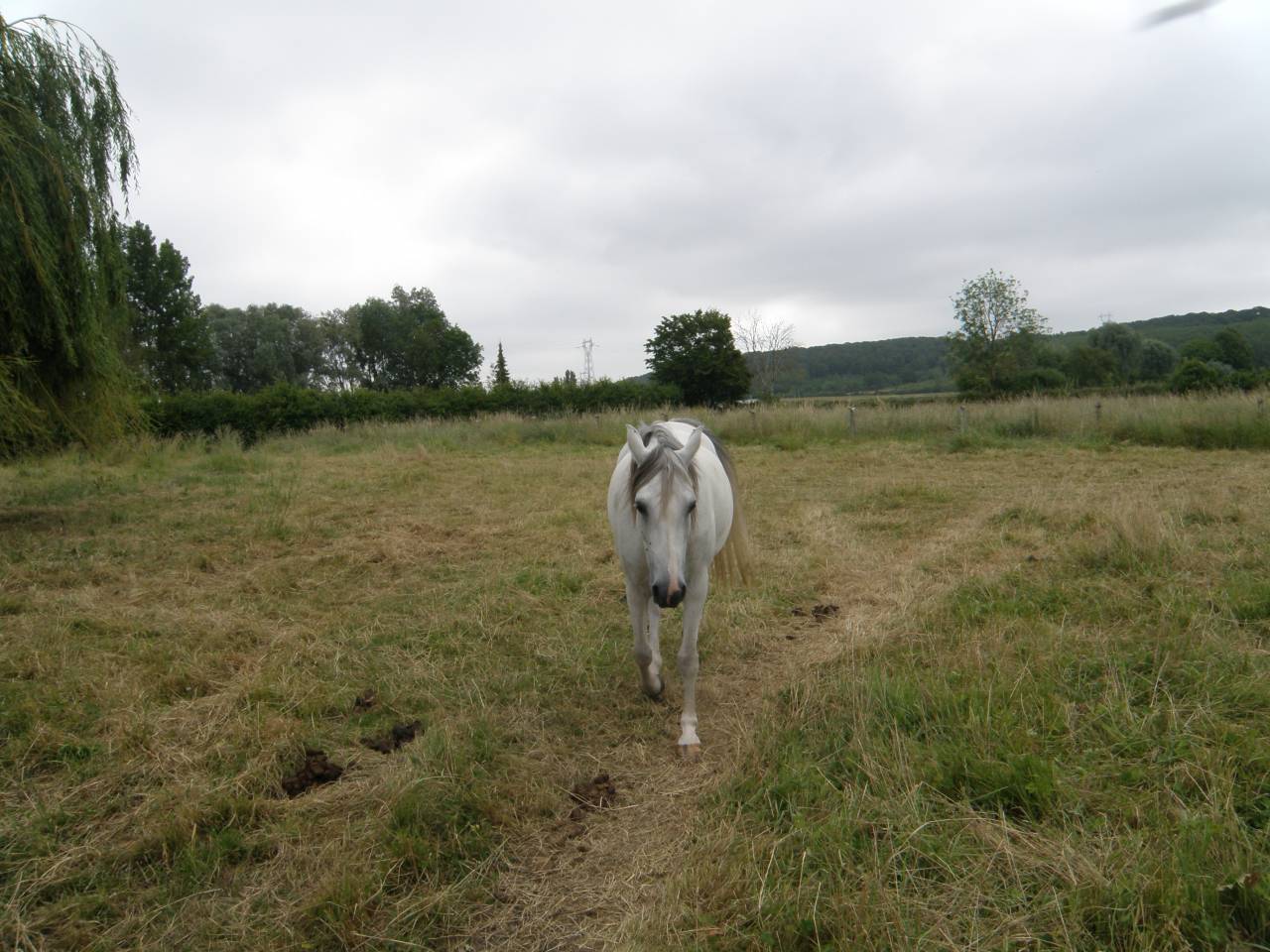 Cavalla Arabo In vendita 2014 Sauro ,  KATAR