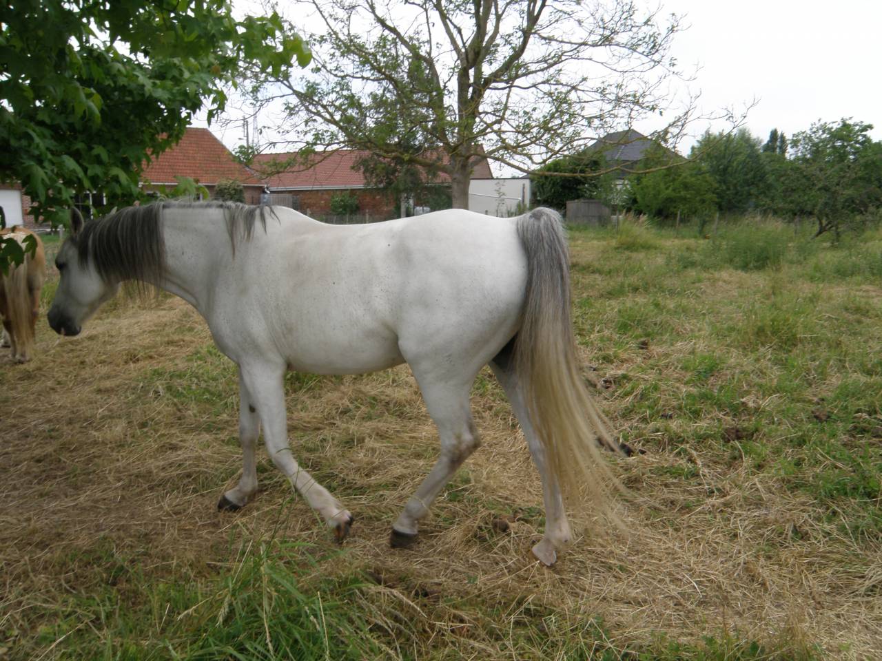 Cavalla Arabo In vendita 2014 Sauro ,  KATAR